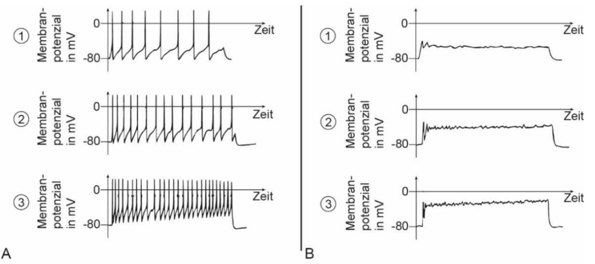 Diagramm mit drei Membranpotenzial-Verläufen und Aktionspotenzialen im Vergleich.